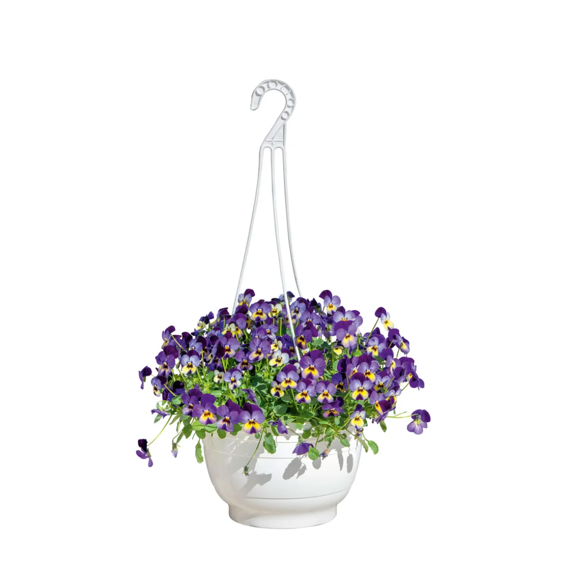 Plantiflor Hornveilchen Ampel Durchmesser 25 cm