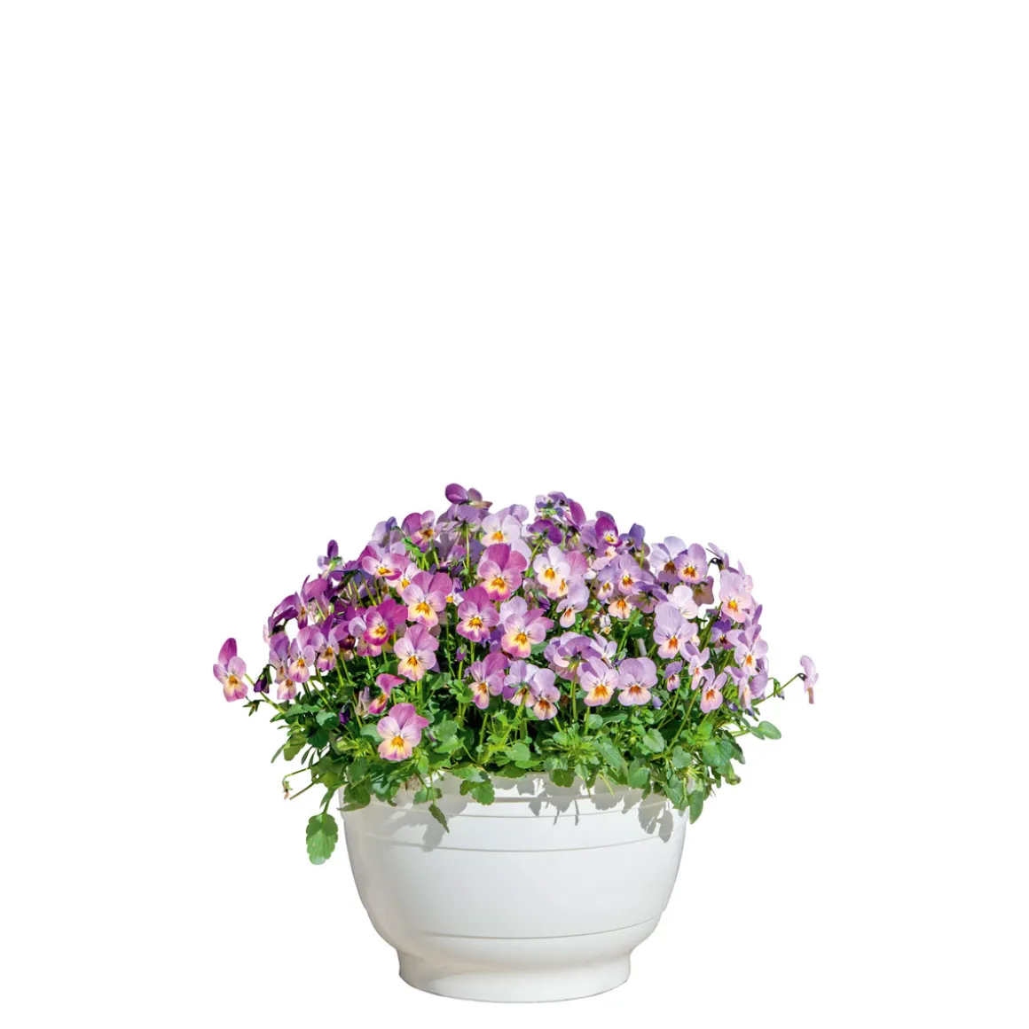 Plantiflor Hornveilchen Ampel Durchmesser 25 cm