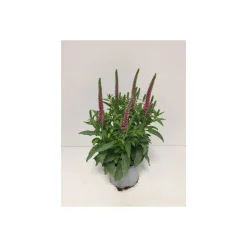 Plantiflor Ähriger Ehrenpreis Topf Durchmesser 13 cm