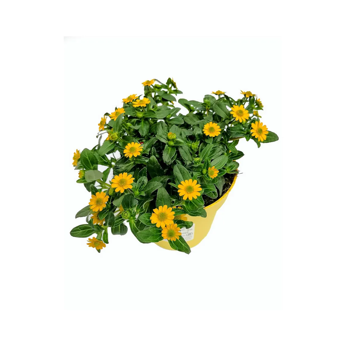 Plantiflor Husarenknopf Inca gelb T13