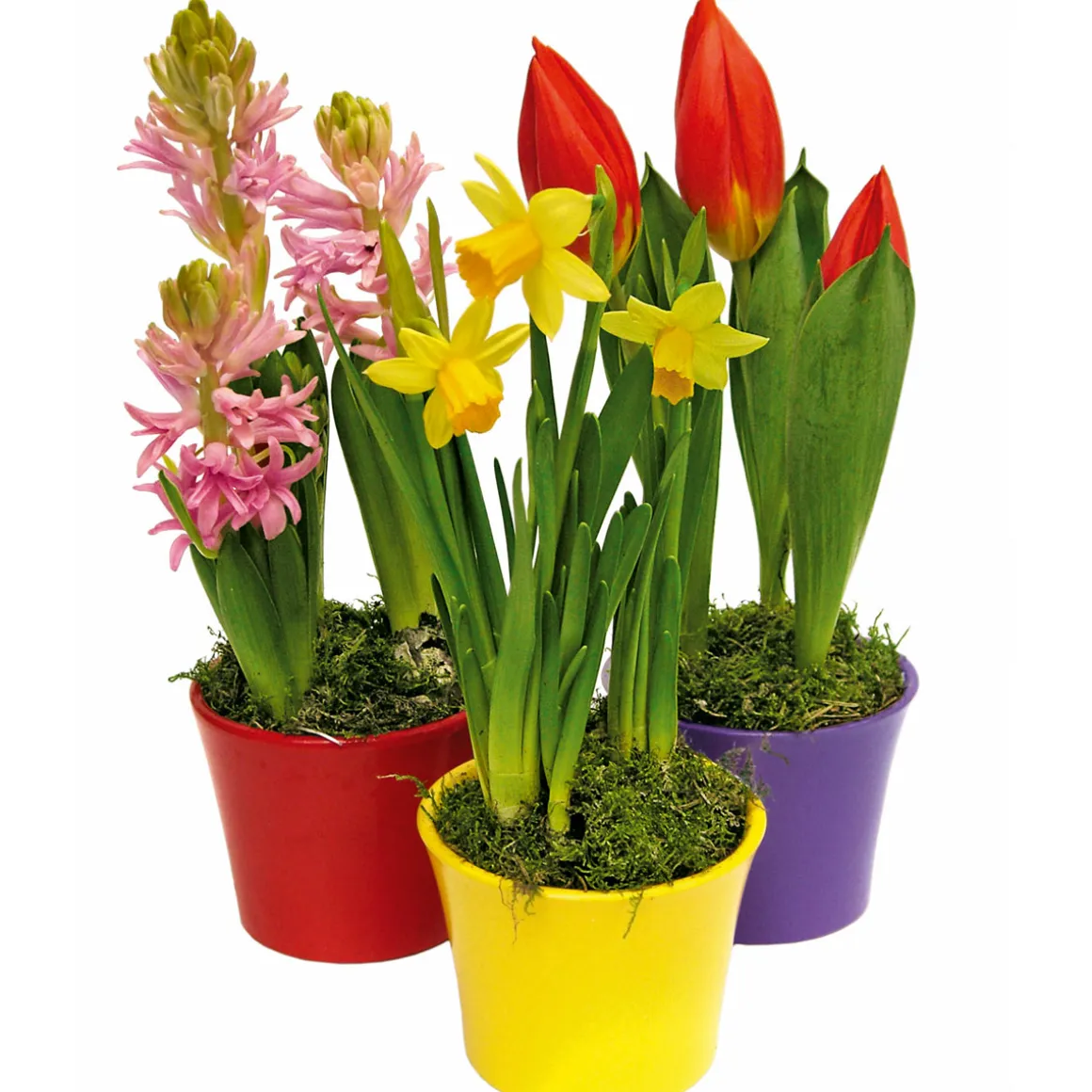 Plantiflor Hyanzithe verschiedene Farben