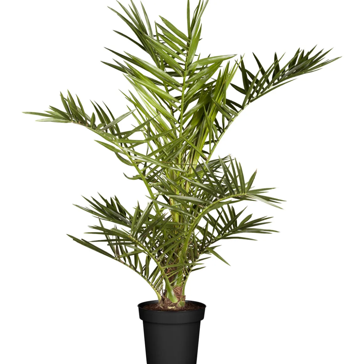 Plantiflor IMPO Phoenix canariensis T19