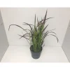 Plantiflor Japanisches Blutgras Red Baron P14