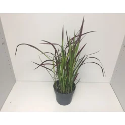 Plantiflor Japanisches Blutgras Red Baron P14