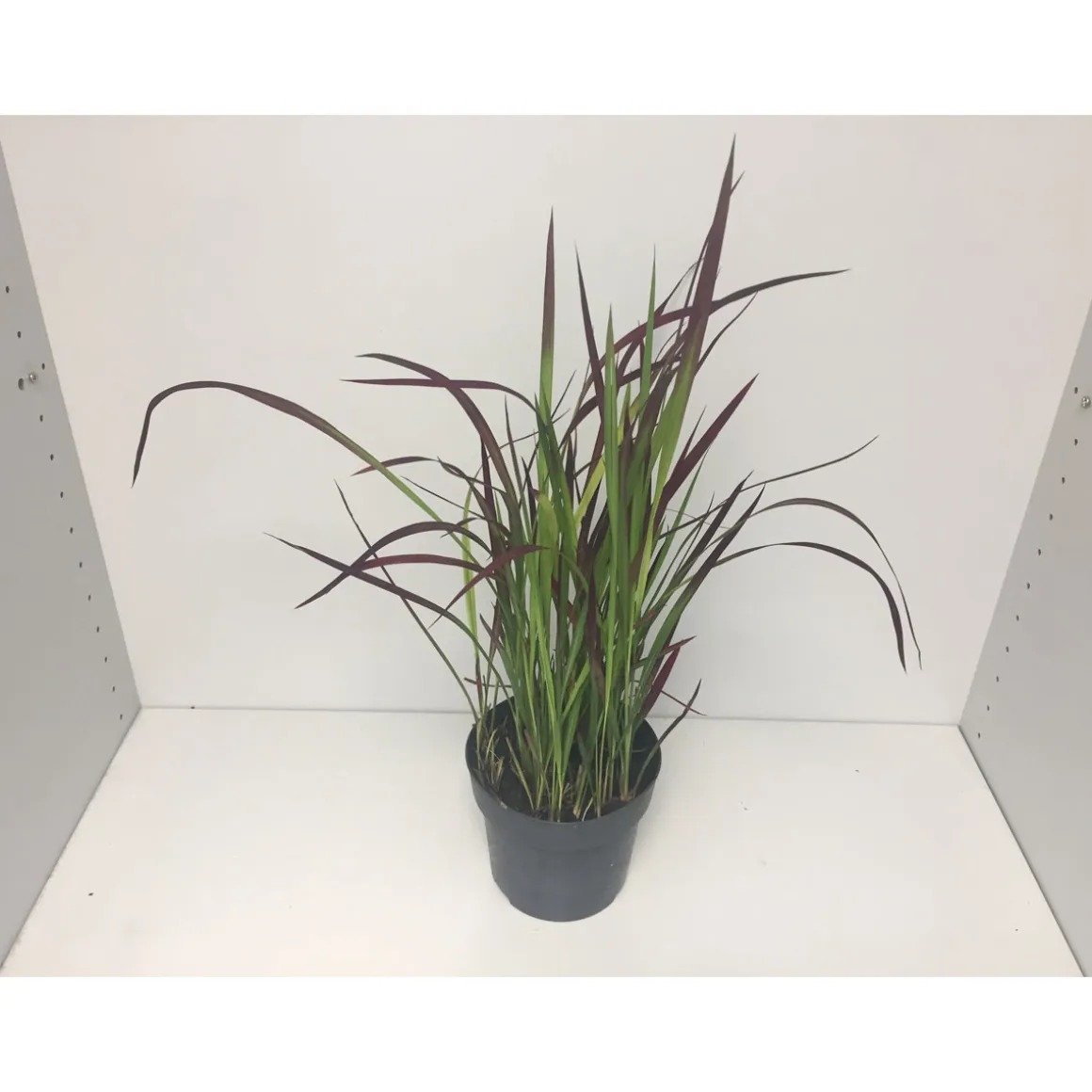 Plantiflor Japanisches Blutgras Red Baron P14