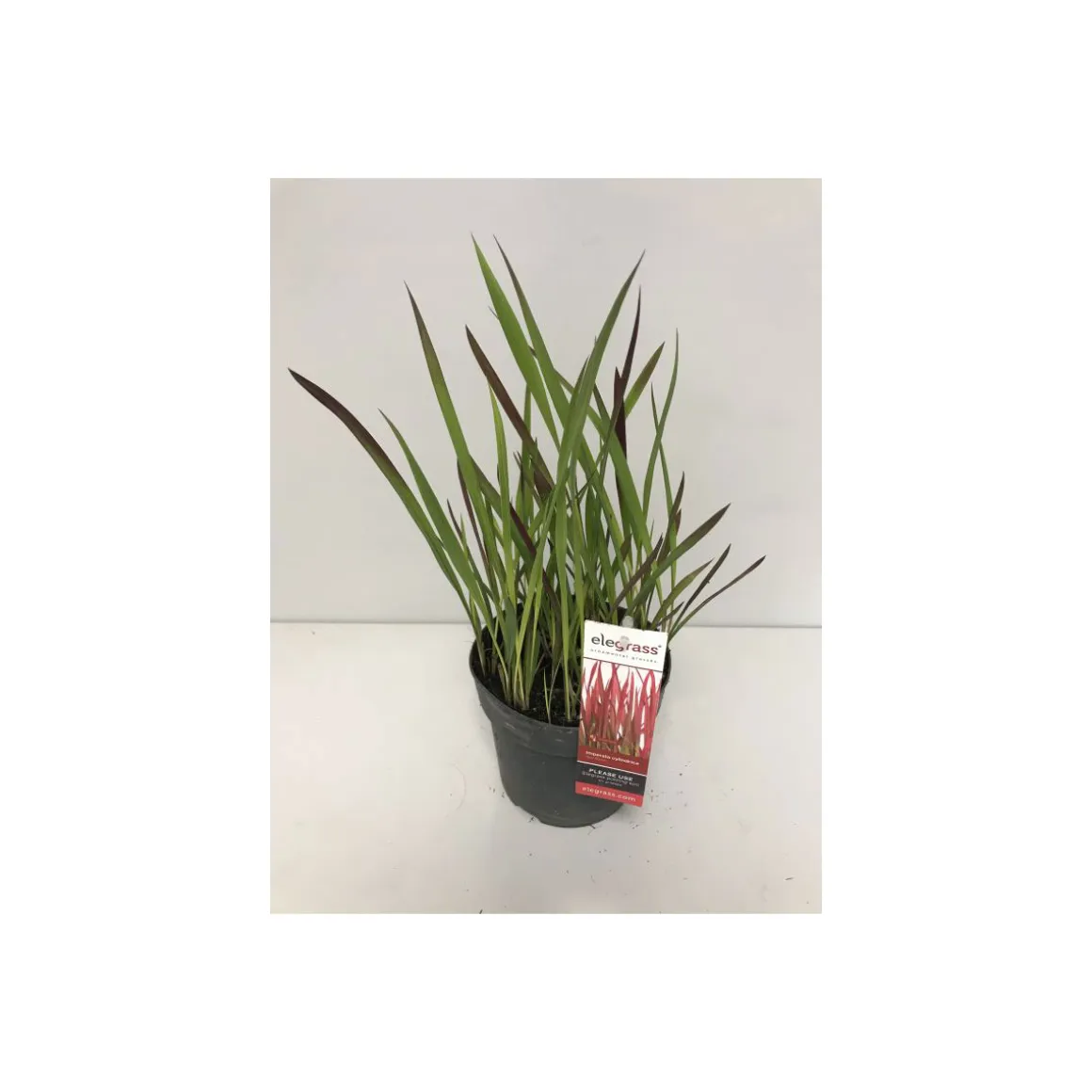 Plantiflor Japanisches Blutgras Red Baron P14