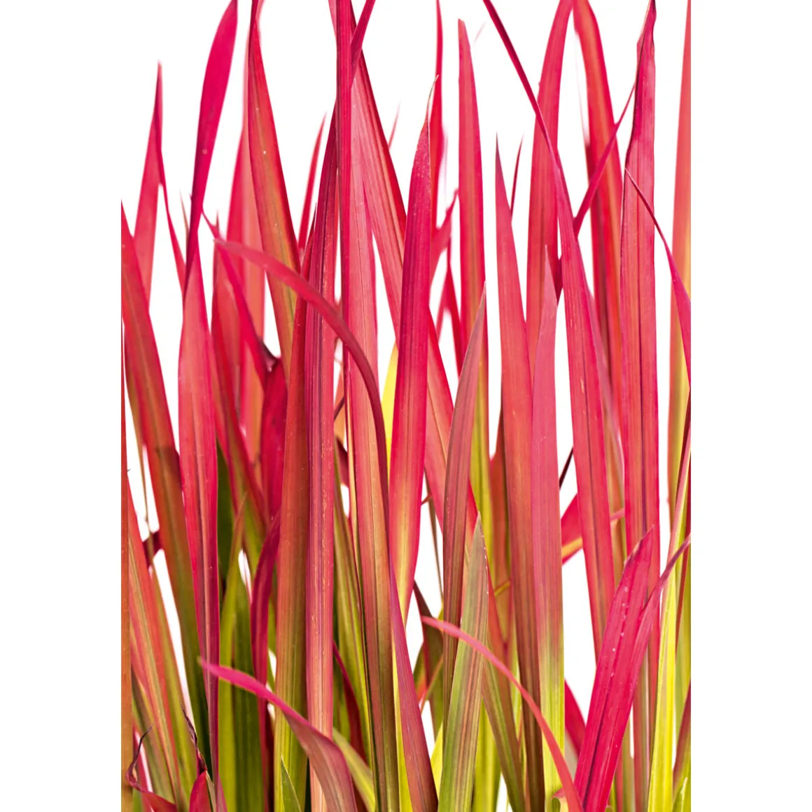 Plantiflor Japanisches Blutgras Red Baron Topf Durchmesser 19 cm