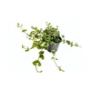 Plantiflor Katzenminze T10,5