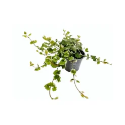 Plantiflor Katzenminze T10,5