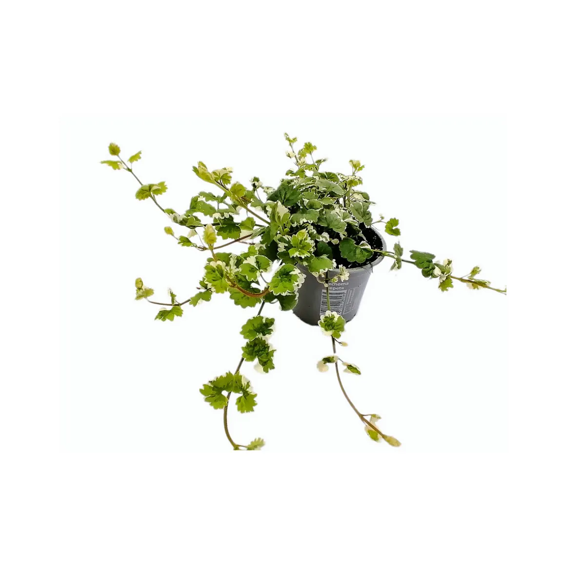 Plantiflor Katzenminze T10,5