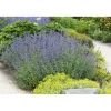 Plantiflor Katzenminze Topf Durchmesser 13 cm
