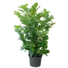 Plantiflor Kirschlorbeer Novita 30-40 cm