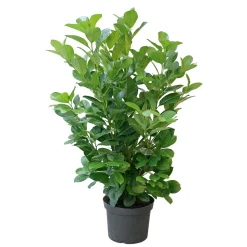 Plantiflor Kirschlorbeer Novita 80-100 cm