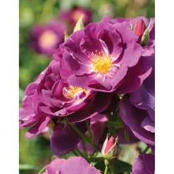 Plantiflor Kletterrose „Lila“, Topf Ø 23 cm