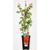 Plantiflor Kletterrose „Rot“, Topf Ø 23 cm