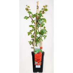 Plantiflor Kletterrose „Rot“, Topf Ø 23 cm