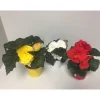 Plantiflor Knollenbegonie verschiedene Farben T12
