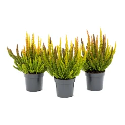 Plantiflor Knospenblüherheide Calluna Beauty Ladies Topf-⌀ 6 cm