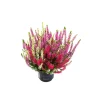 Plantiflor Knospenheide Beauty Ladies Trio