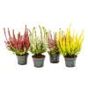 Plantiflor Knospenheide Beauty Ladies Topf Durchmesser 9,5 cm