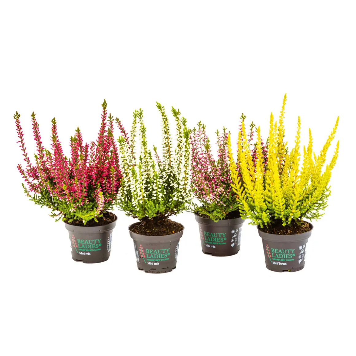 Plantiflor Knospenheide Beauty Ladies Topf Durchmesser 9,5 cm