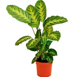 Plantiflor Korbmarante Topf 12 cm