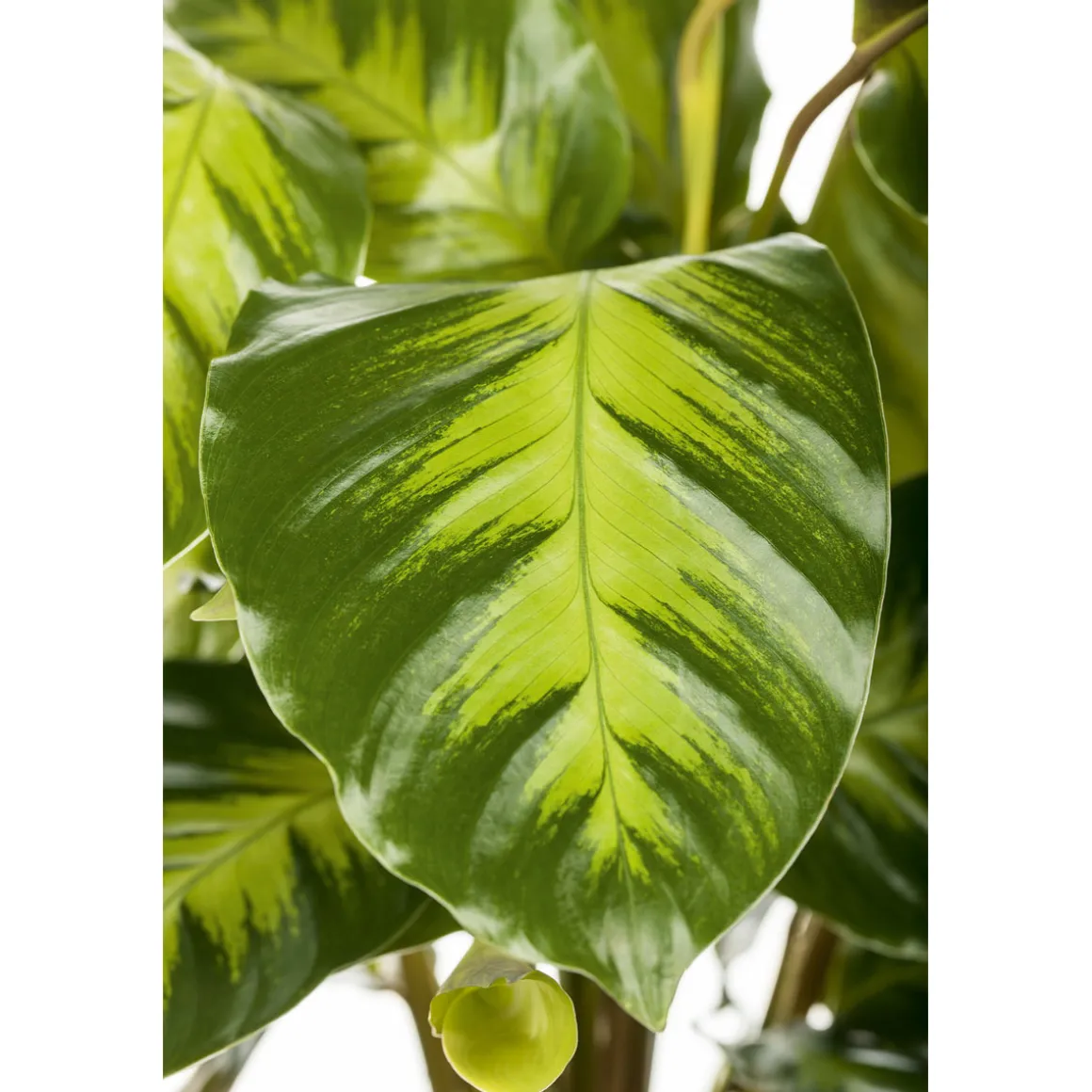 Plantiflor Korbmarante Topf 12 cm
