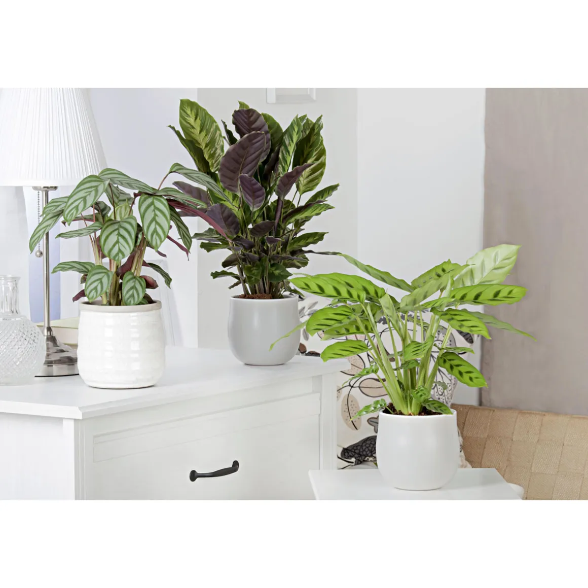 Plantiflor Korbmarante Topf 12 cm