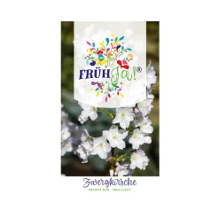 Plantiflor Kurilenkirsche Brilliant Topf Durchmesser 23 cm