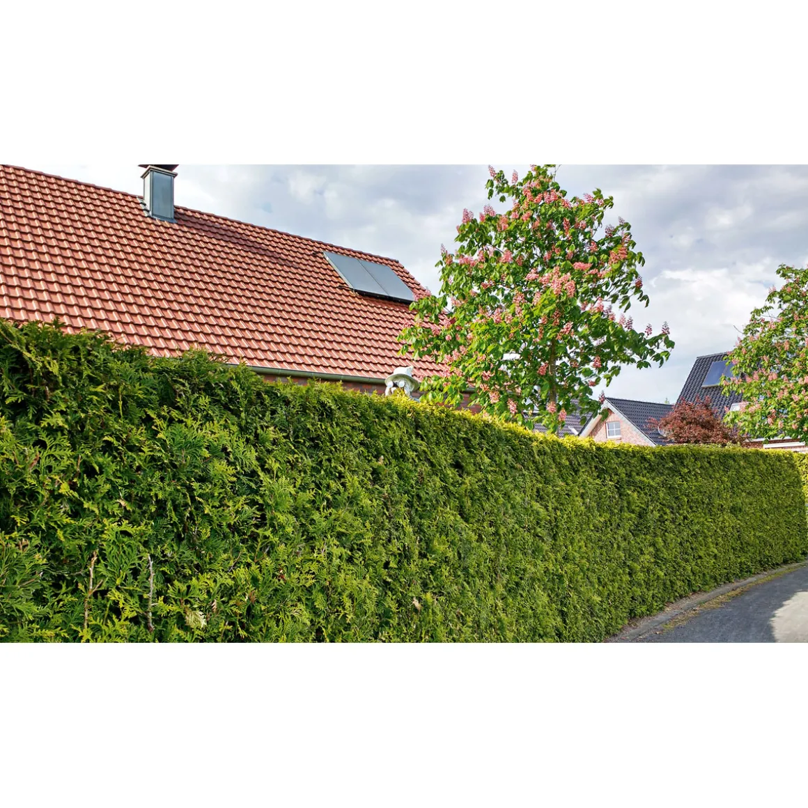Plantiflor Lebensbaum Smaragd Topf- Durchmesser ca 23 cm