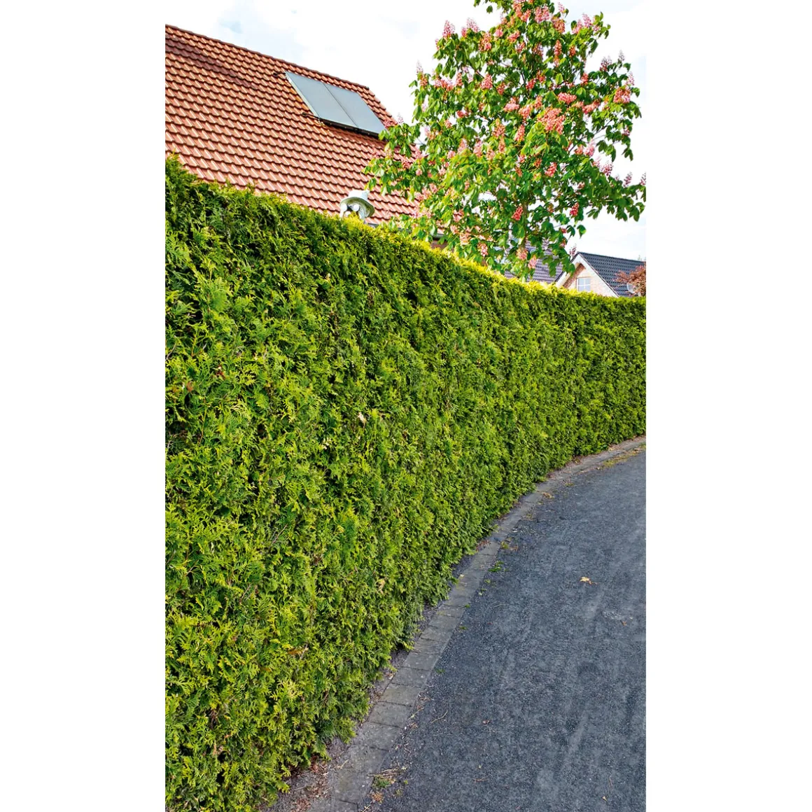 Plantiflor Lebensbaum Smaragd Topf- Durchmesser ca 23 cm