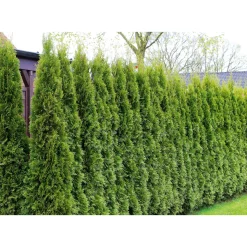 Plantiflor Lebensbaum Smaragd Topf- Durchmesser ca 23 cm