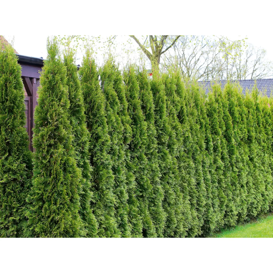 Plantiflor Lebensbaum Smaragd Topf- Durchmesser ca 23 cm
