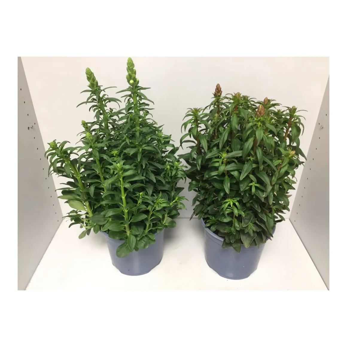 Plantiflor Löwenmäulchen verschiedene Sorten T19