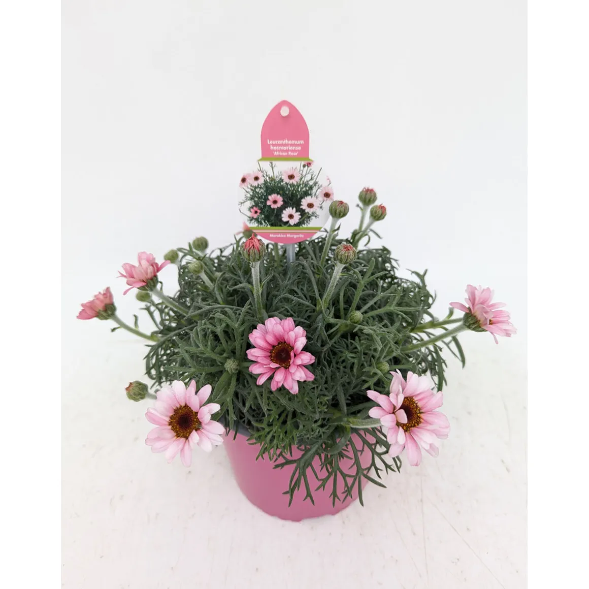 Plantiflor Marokko Margerite African Serie Topf Durchmesser 17 cm