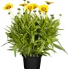 Plantiflor Mädchenauge Topf Durchmesser 13 cm