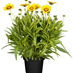 Plantiflor Mädchenauge Topf Durchmesser 13 cm