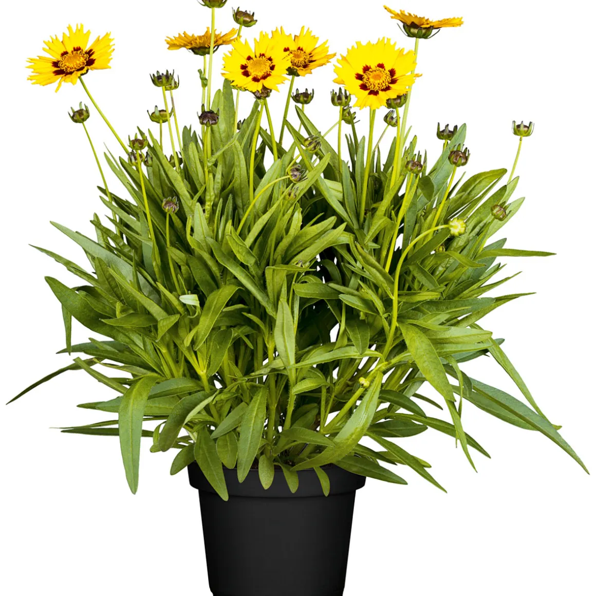 Plantiflor Mädchenauge Topf Durchmesser 13 cm