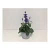 Plantiflor Mehlsalbei T12