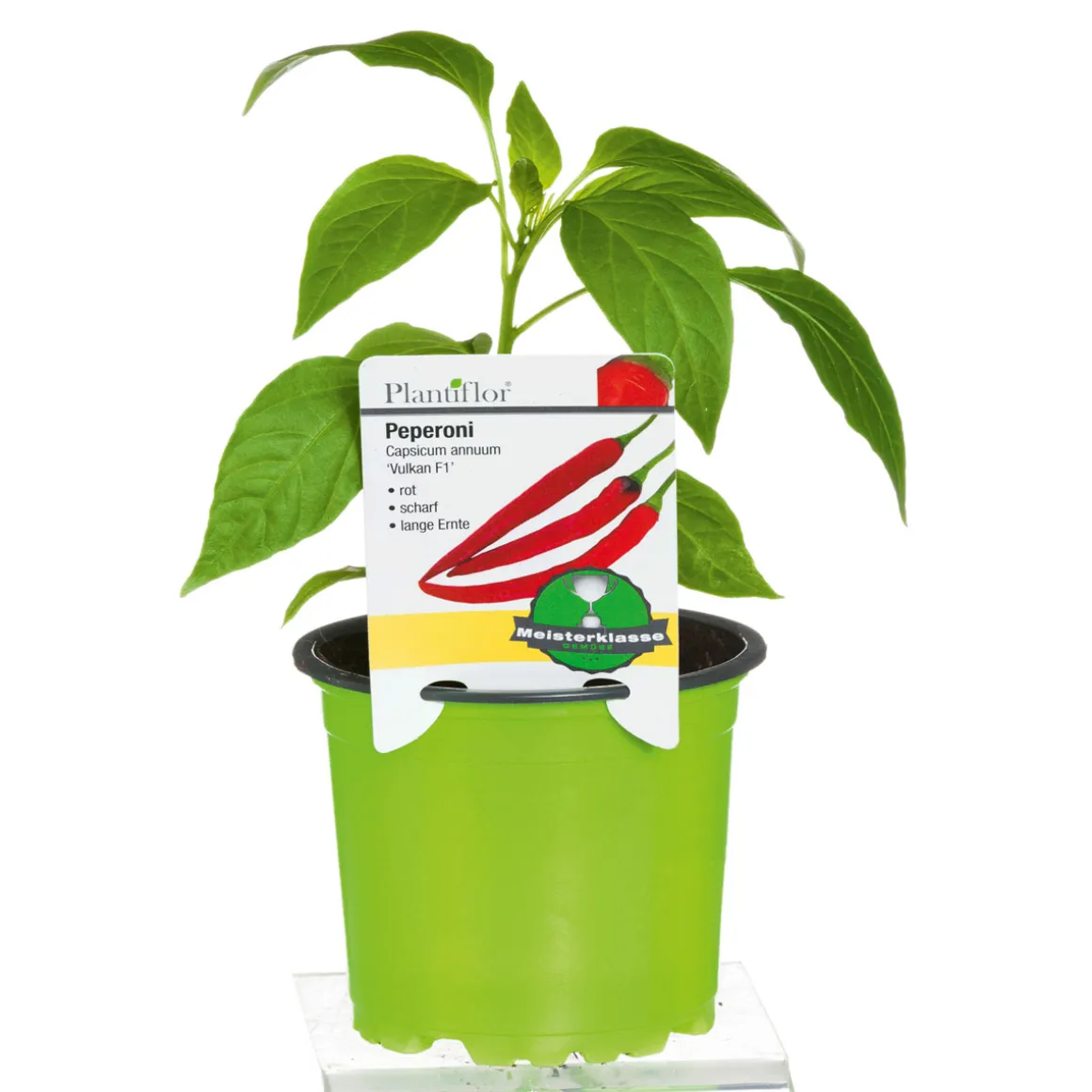 Plantiflor Meisterklasse Peperonie Vulkan Topf Durchmesser 11 cm