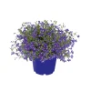 Plantiflor Männertreu Richardii Topf 13 cm