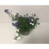 Plantiflor Männertreu Trixie dreifarbig Topf Durchmesser 12 cm