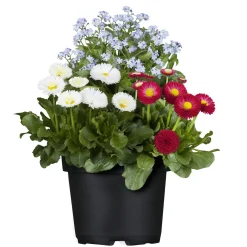 Plantiflor MyoBell Topf Durchmesser 14 cm