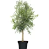 Plantiflor Oliven-Stamm Florida Wild 180 cm Topf Durchmesser 50 cm