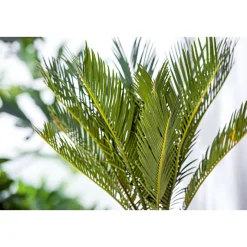 Plantiflor Palmfarn Topf Durchmesser 12 cm