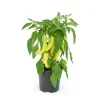 Plantiflor Paprika Sweet Banana Topf 19 cm
