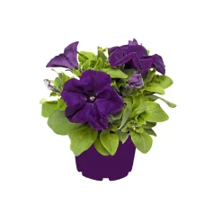Plantiflor Petunie großblumig ton in ton T13