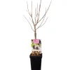 Plantiflor Pflaumenbaum im Topf Durchmesser 30 cm