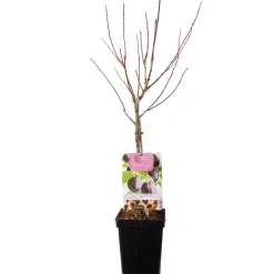 Plantiflor Pflaumenbaum im Topf Durchmesser 30 cm