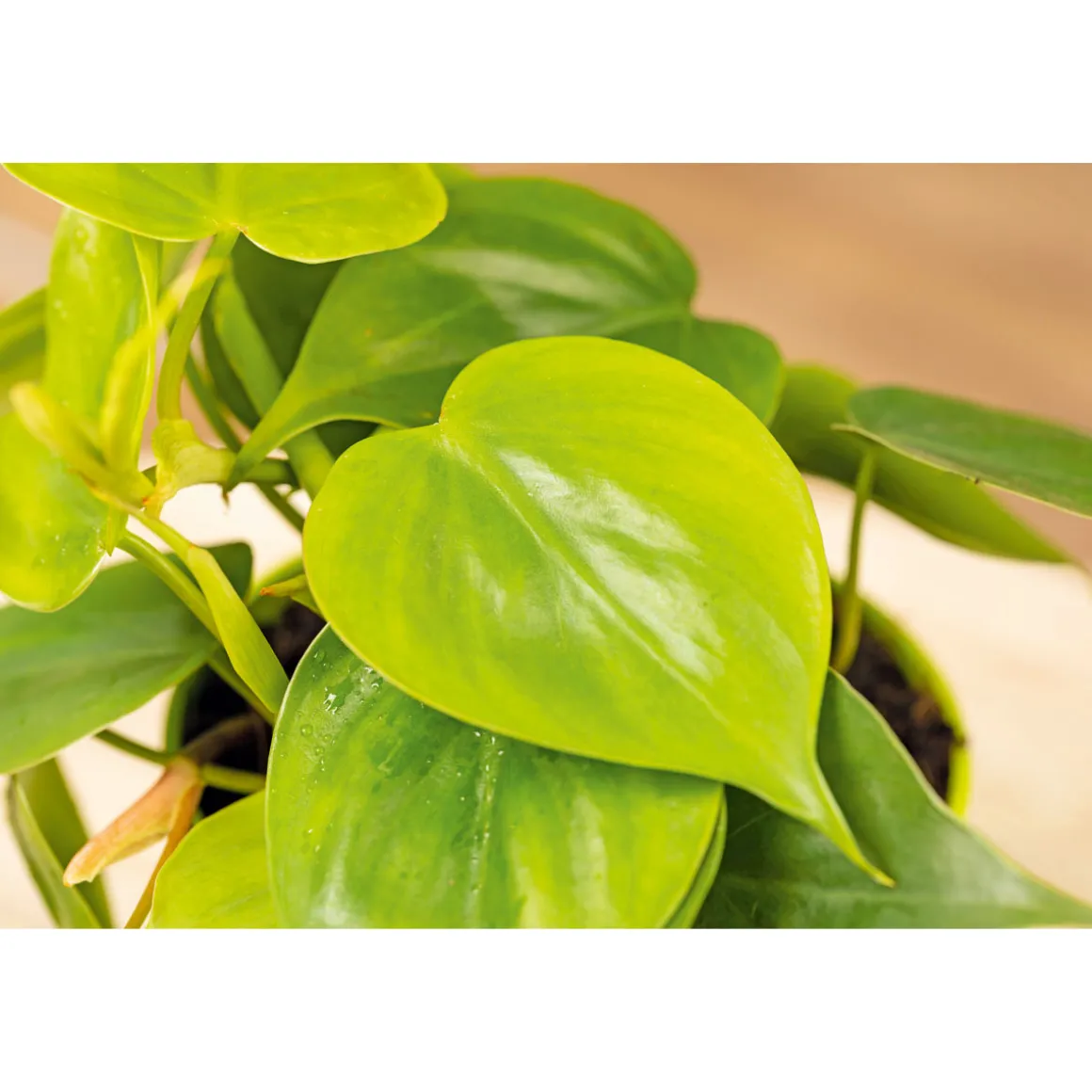 Plantiflor Philodendron Topf Durchmesser 12 cm